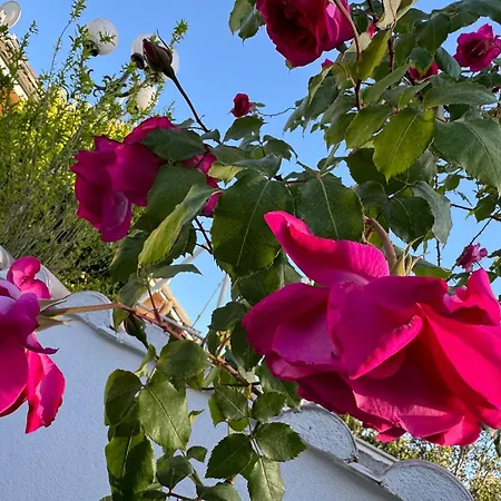 Appartement Pace Formello